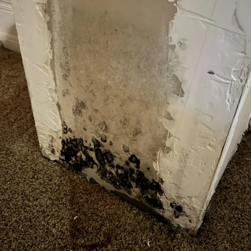 Professional Mold Removal in Cobb County, GA